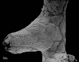 Scleranthelia rugosa var. musiva, preserved specimen (USNM 55107). SEM image was taken at 36x by FM Bayer/Smithsonian Institution. Scleranthelia rugosa var. musiva, preserved specimen (USNM 55107). SEM image was taken at 36x by FM Bayer/Smithsonian Institution.